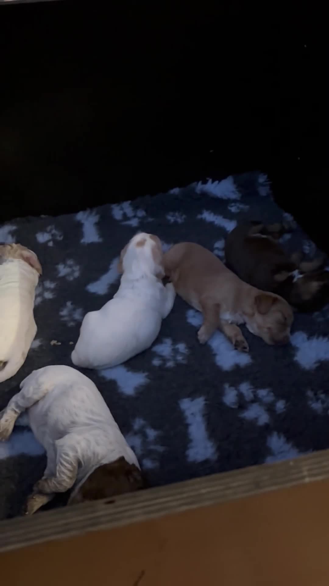 Cocker Spaniel dogs for sale: KC Reg Working Cocker Spaniel Puppies FTC breeding - Video 1