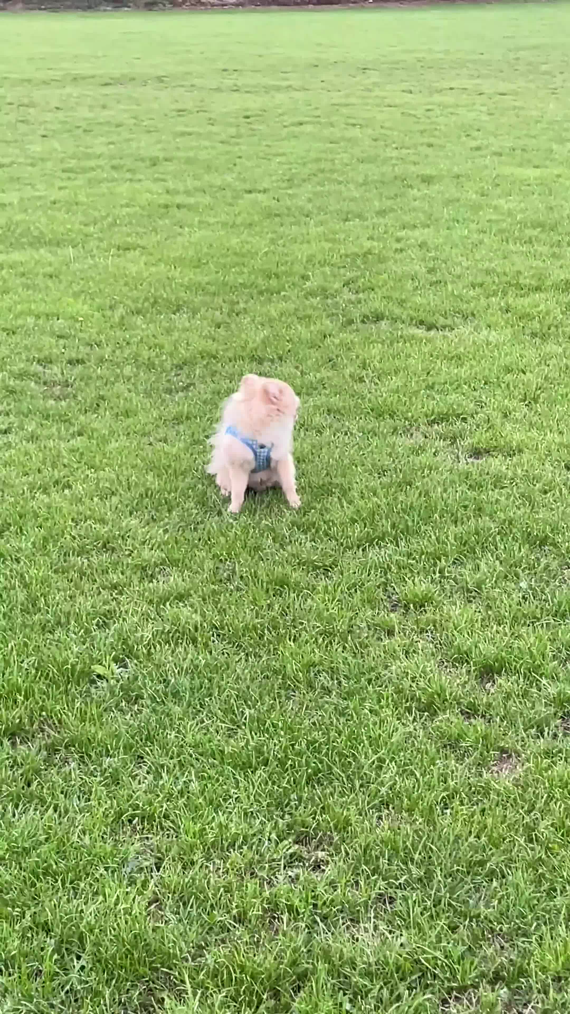 Pomeranian dogs for sale: Pomeranian for rehome - Video 1