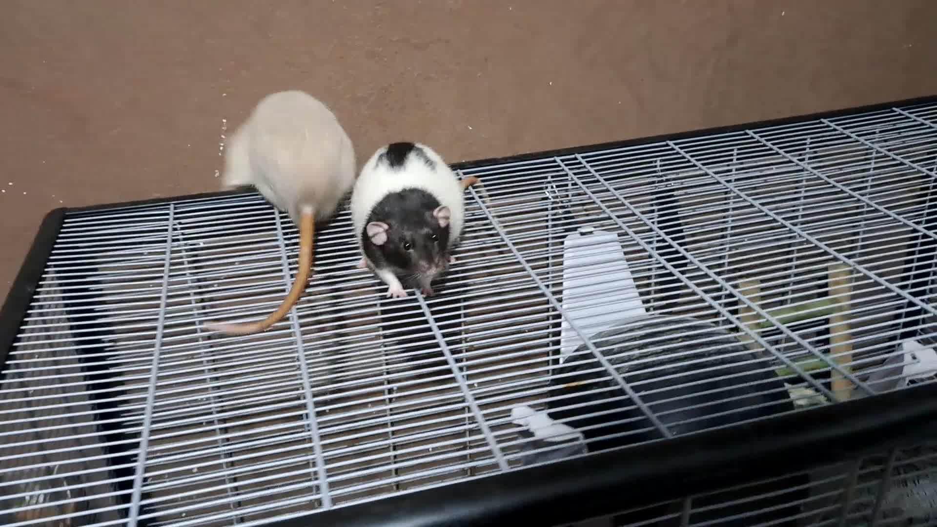 Rat rodents for sale: 2 male dumbo rats and cage  - Video 2