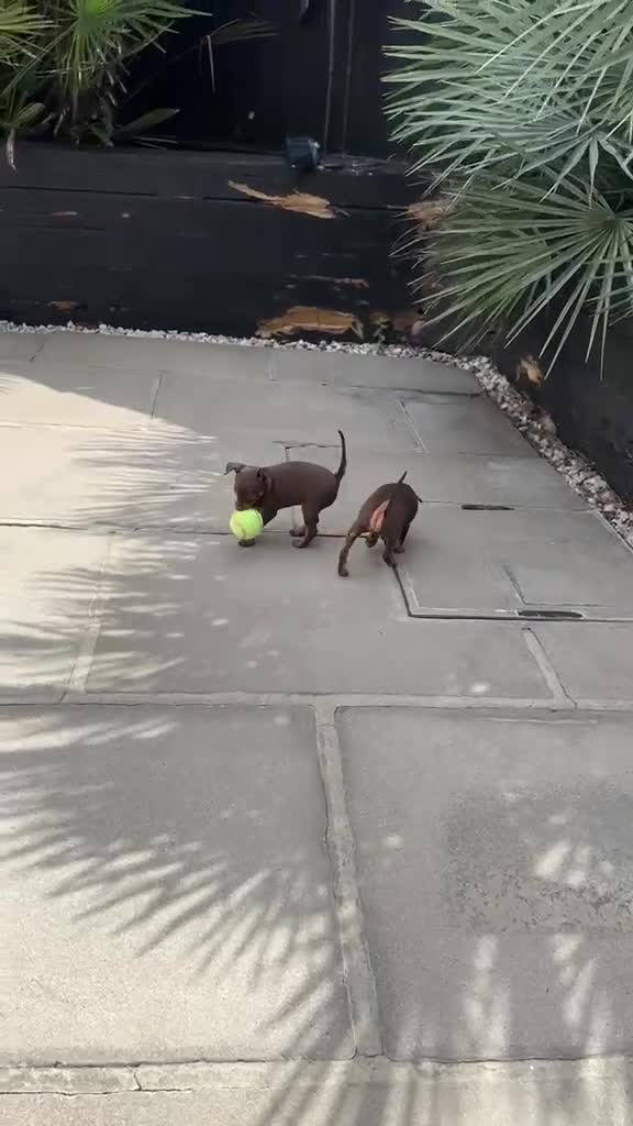 Miniature Pinscher dogs for sale: RARE super tiny mini pin puppies in London - Video 1