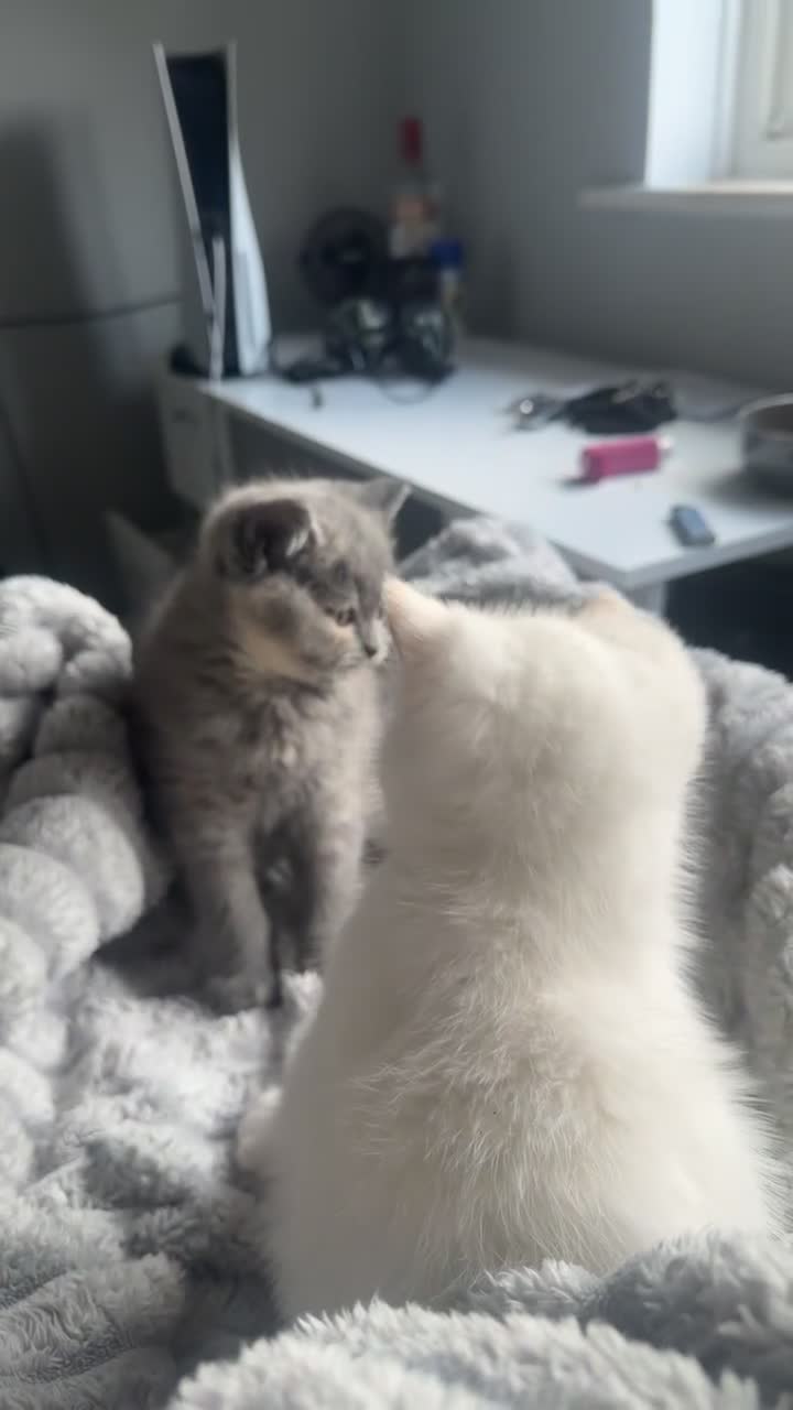 British Shorthair cats for sale: Two 😍 kittens ready for a new home 🏡 🐱  in Enfield - Video 1