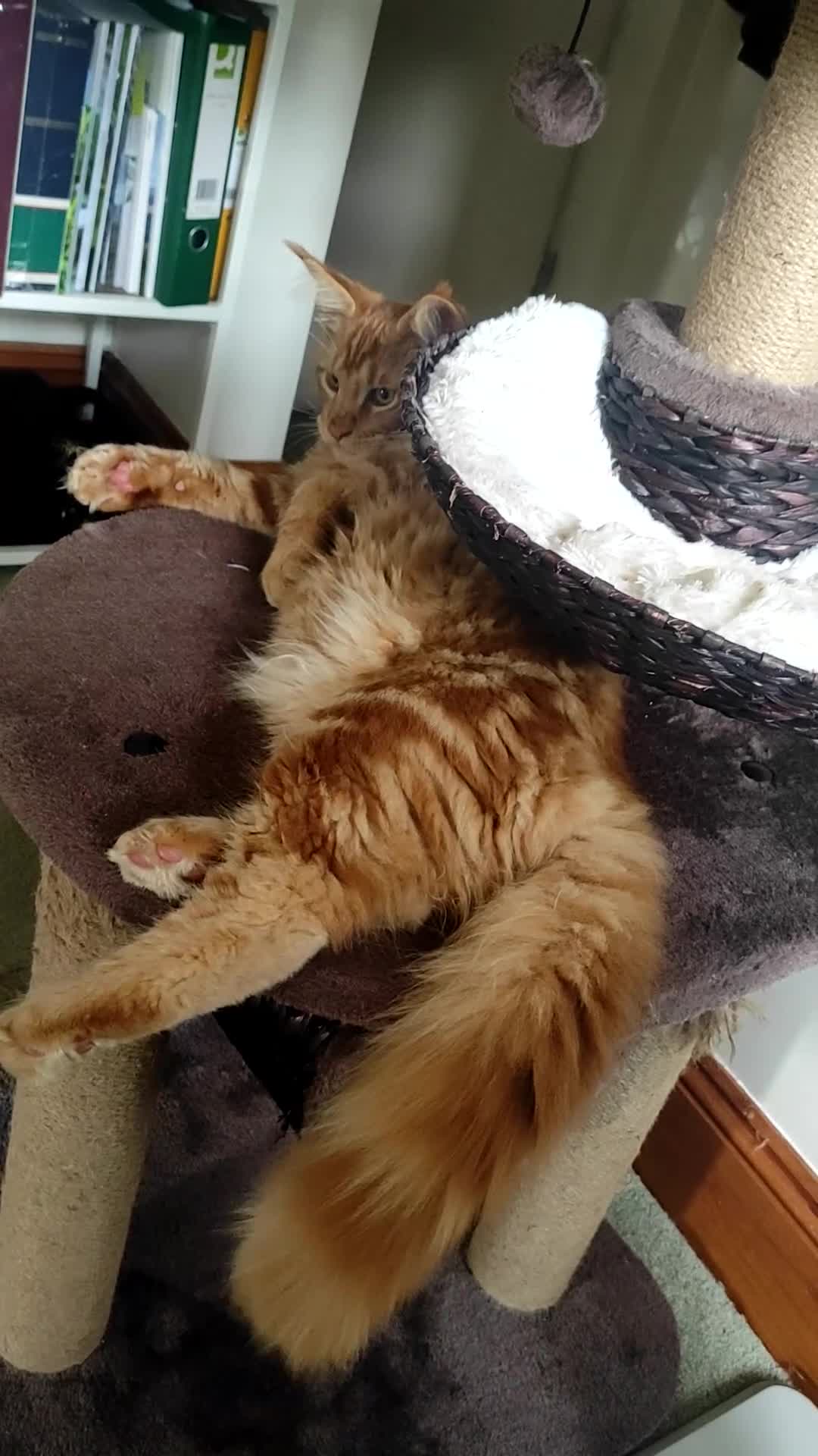 Maine Coon cats for sale: Maine Coon kittens  in Rushden - Video 1