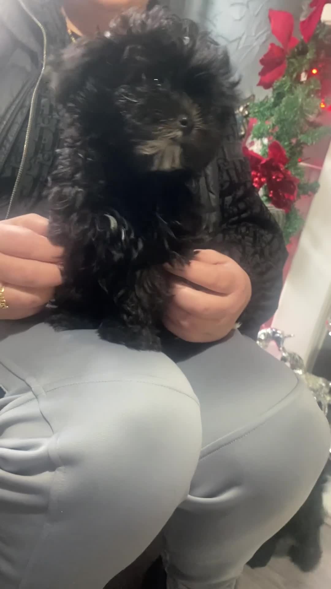 Maltipoo dogs for sale: Rare micro toy teddyface Korean/Asian maltipoos😍 - Video 2