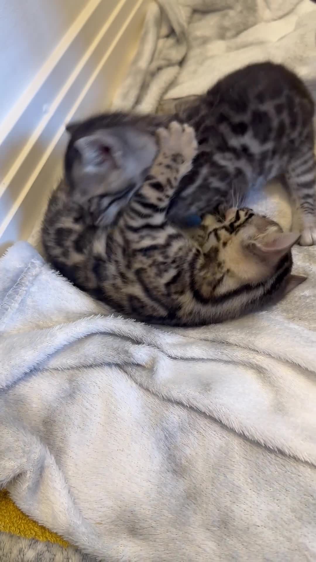 Bengal cats for sale: Bengal Kittens For Sale (4 Left) - Video 1
