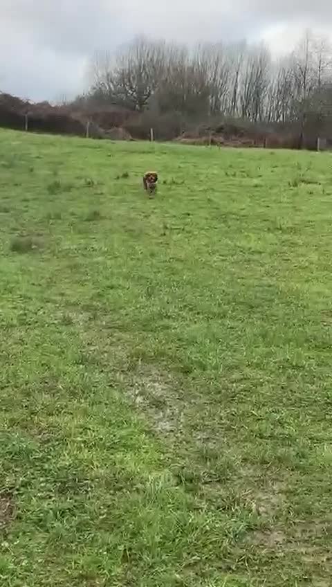 Cavalier King Charles Spaniel dogs for sale: Meet LILO - Cavalier King Charles Spaniel  - Video 1