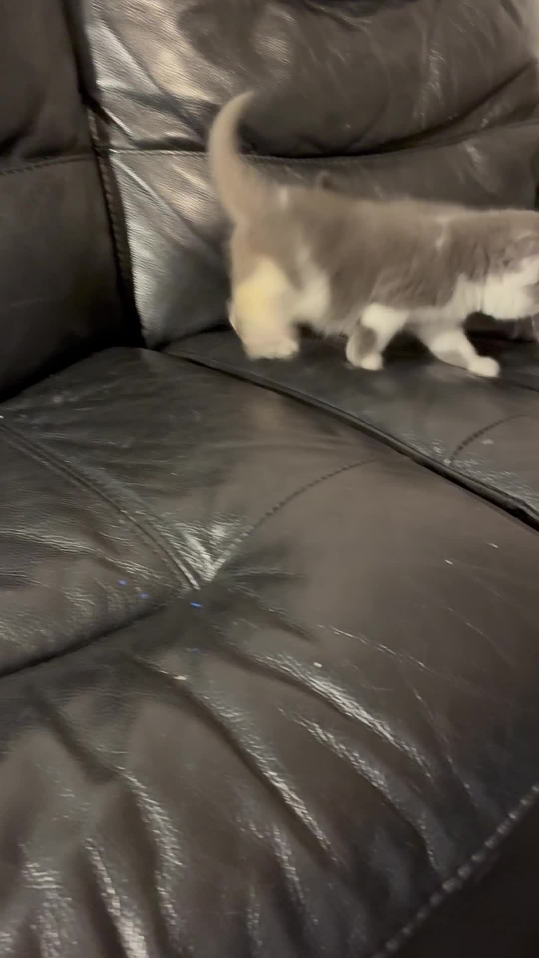 British Shorthair cats for sale: LAST 1 REMAINING BSH TICA KITTENS - Video 1