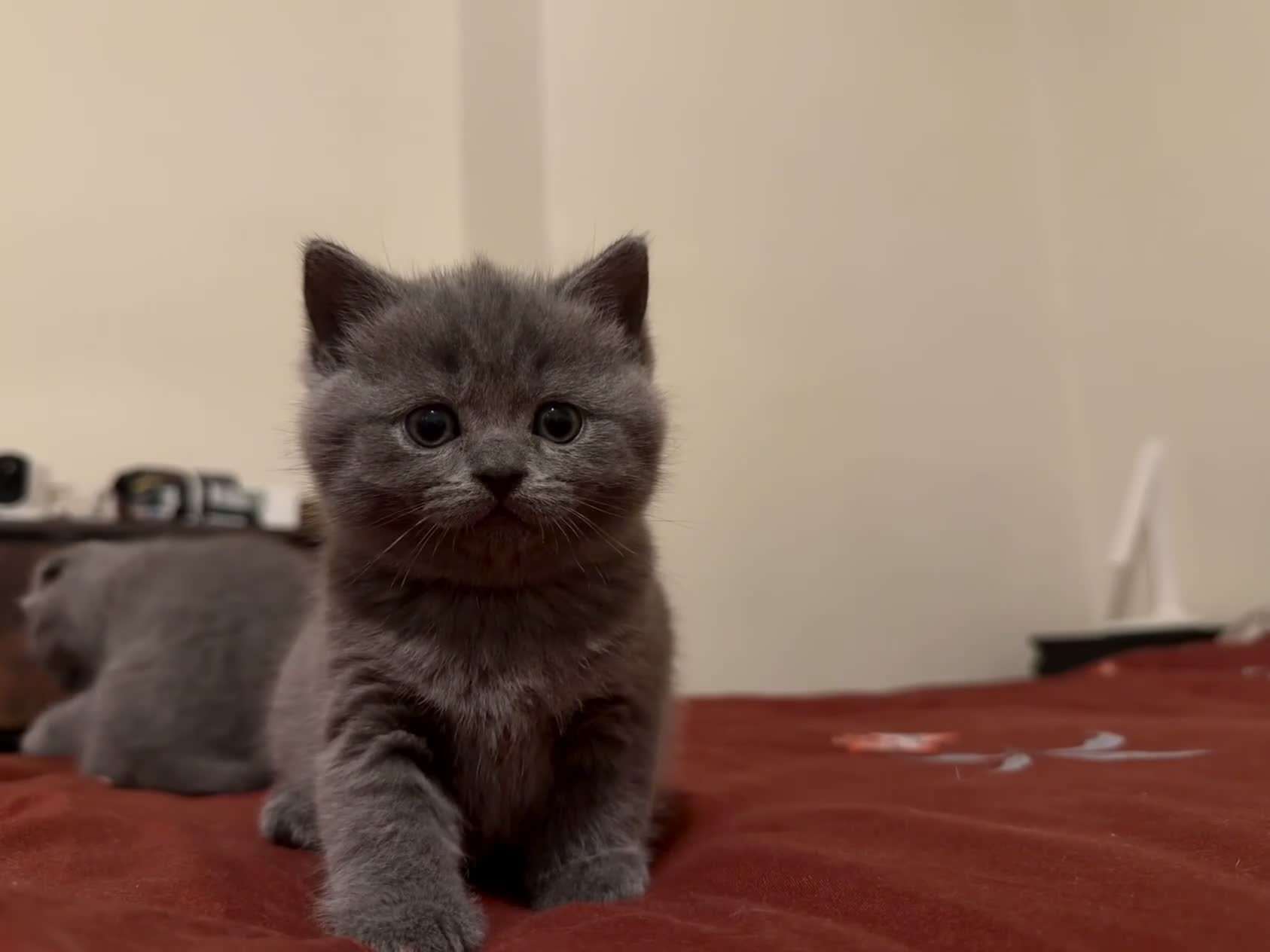 Scottish Fold cats for sale: Adorable Kittens for Sale 🐾 Scottish fold  - Video 1