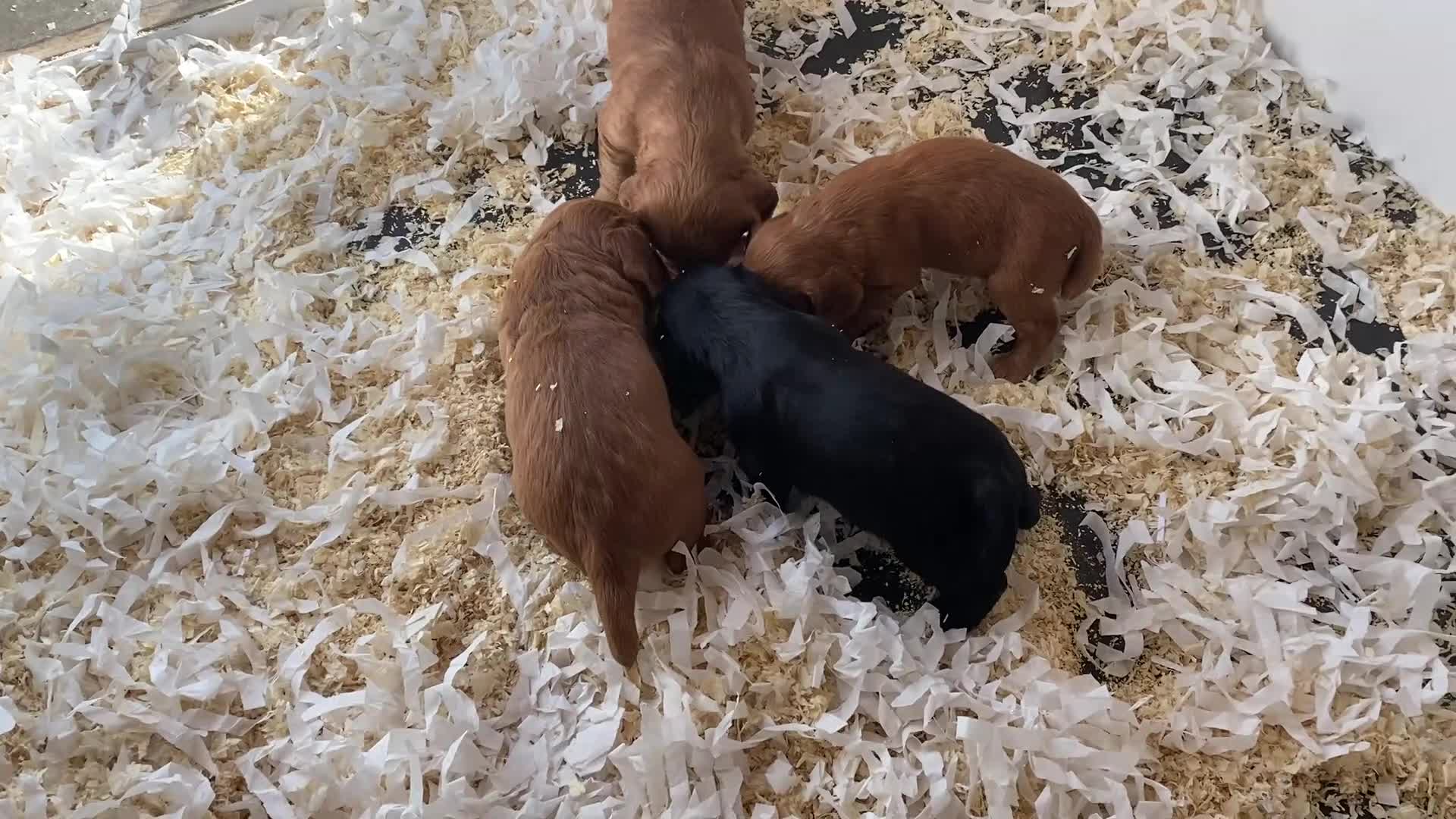 Cocker Spaniel dogs for sale: Beautiful working cocker spaniels - Video 1