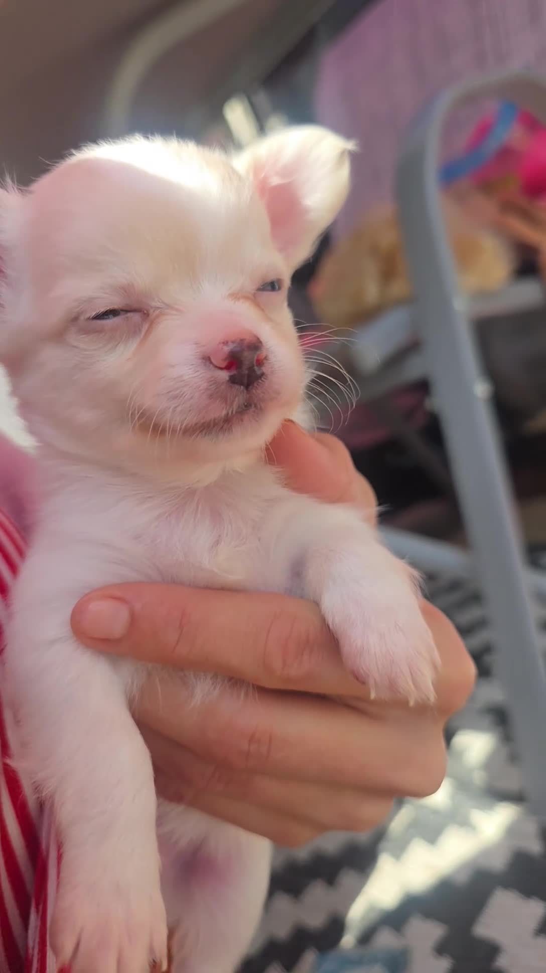 Chihuahua dogs for sale: Adorable Tiny Chihuahua Puppies Ready Soon - Video 2
