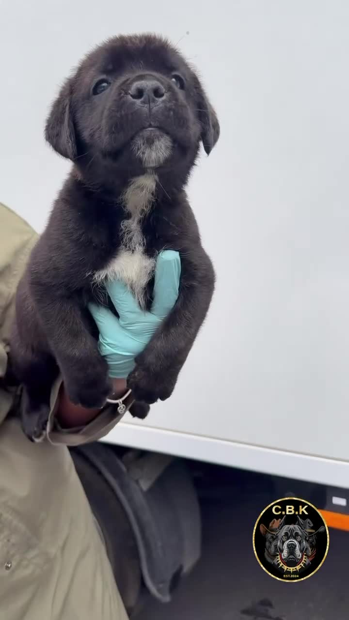 Cane Corso dogs for sale: Premium Cane Corso Puppies *Genesis Bloodline* - Video 4
