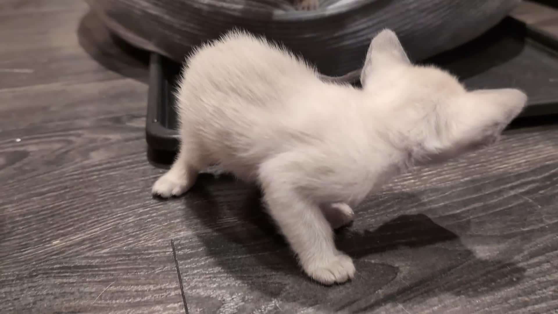 Siamese cats for sale: Beautiful Pure Siamese kittens - Video 1