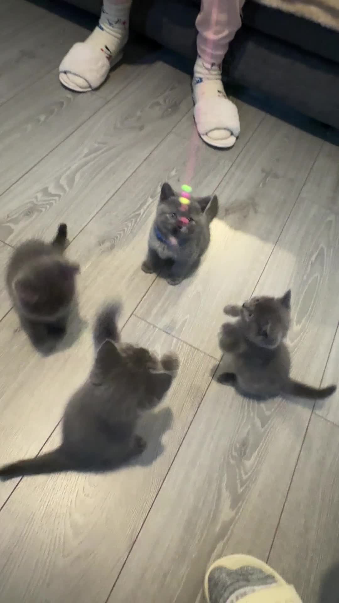 British Shorthair cats for sale: 7 lovely BSH😍 - Video 1