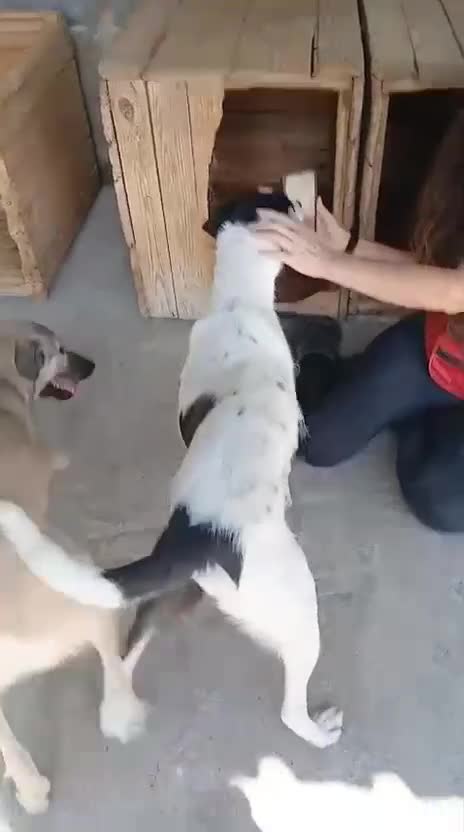 Mixed Breed dogs for adoption: Pixel, 3-4 yrs old. Available for adoption. - Video 3