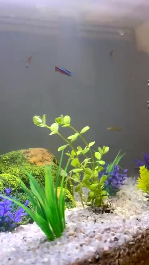 Other/Mixed Breed fish for sale: Fish tank and mixed selection of fish - Video 3