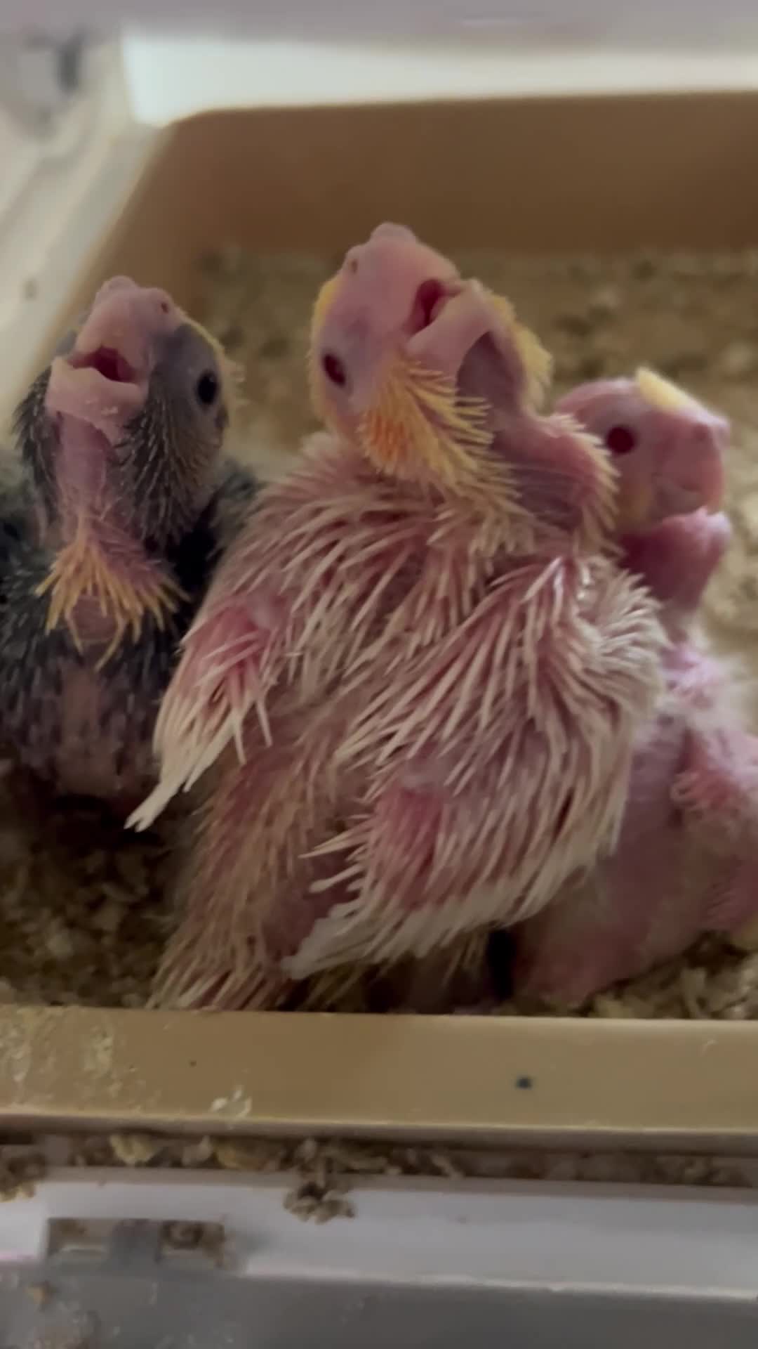 Cockatiels birds for sale: 🐦 Baby Cockatiels – Perfect for Hand-Feeding - Video 1