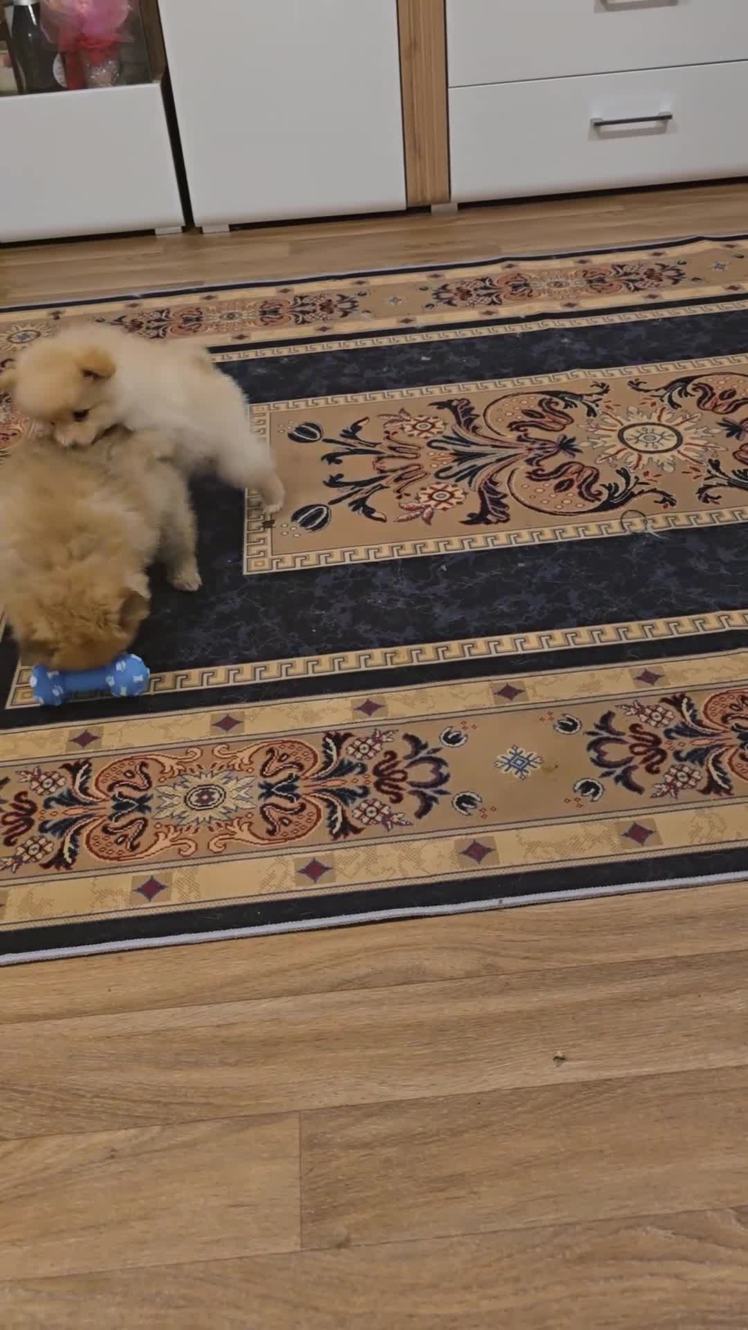 Pomeranian dogs for sale: Sweet puppies  - Video 1
