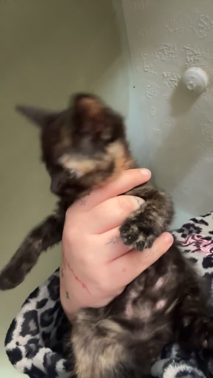 British Shorthair cats for sale: Beautiful female kitten for sale  - Video 1