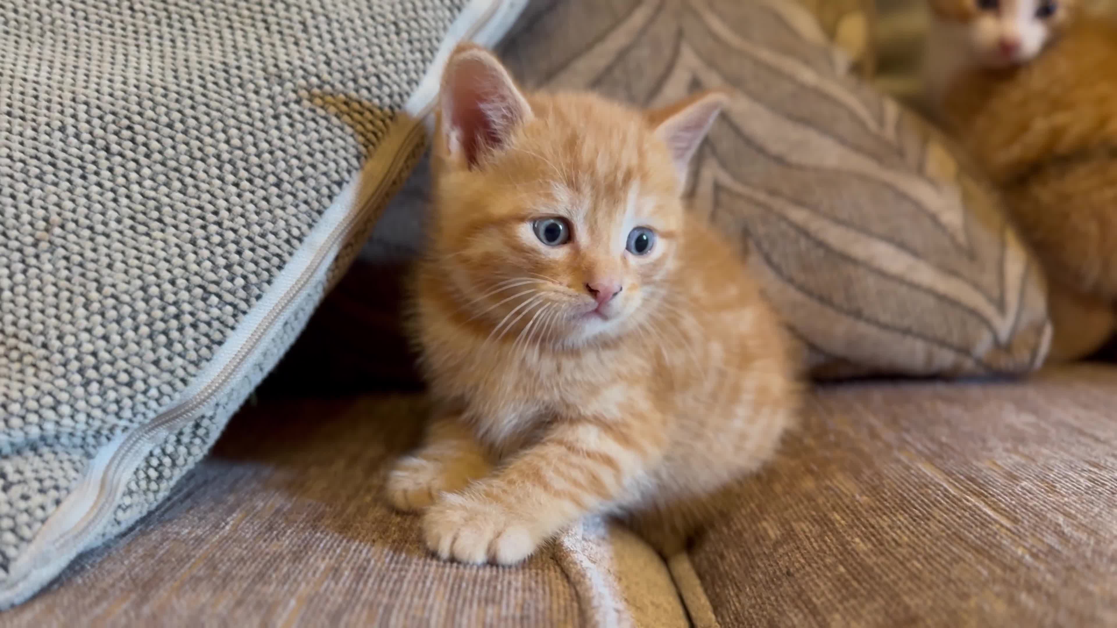 Mixed Breed cats for sale: Stunning Gingerbread male kitten - Video 2