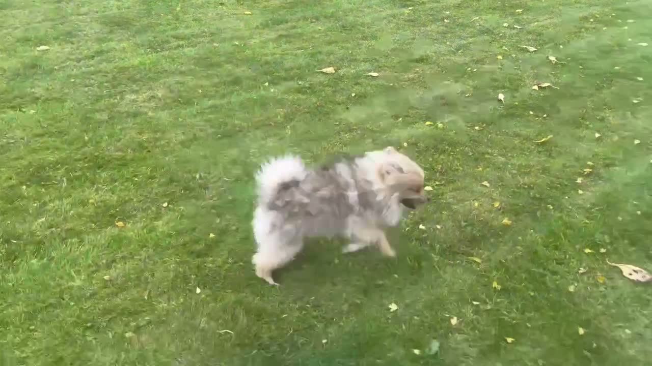 Pomsky dogs for sale: Stunning  **  Pomsky Boy - Video 1