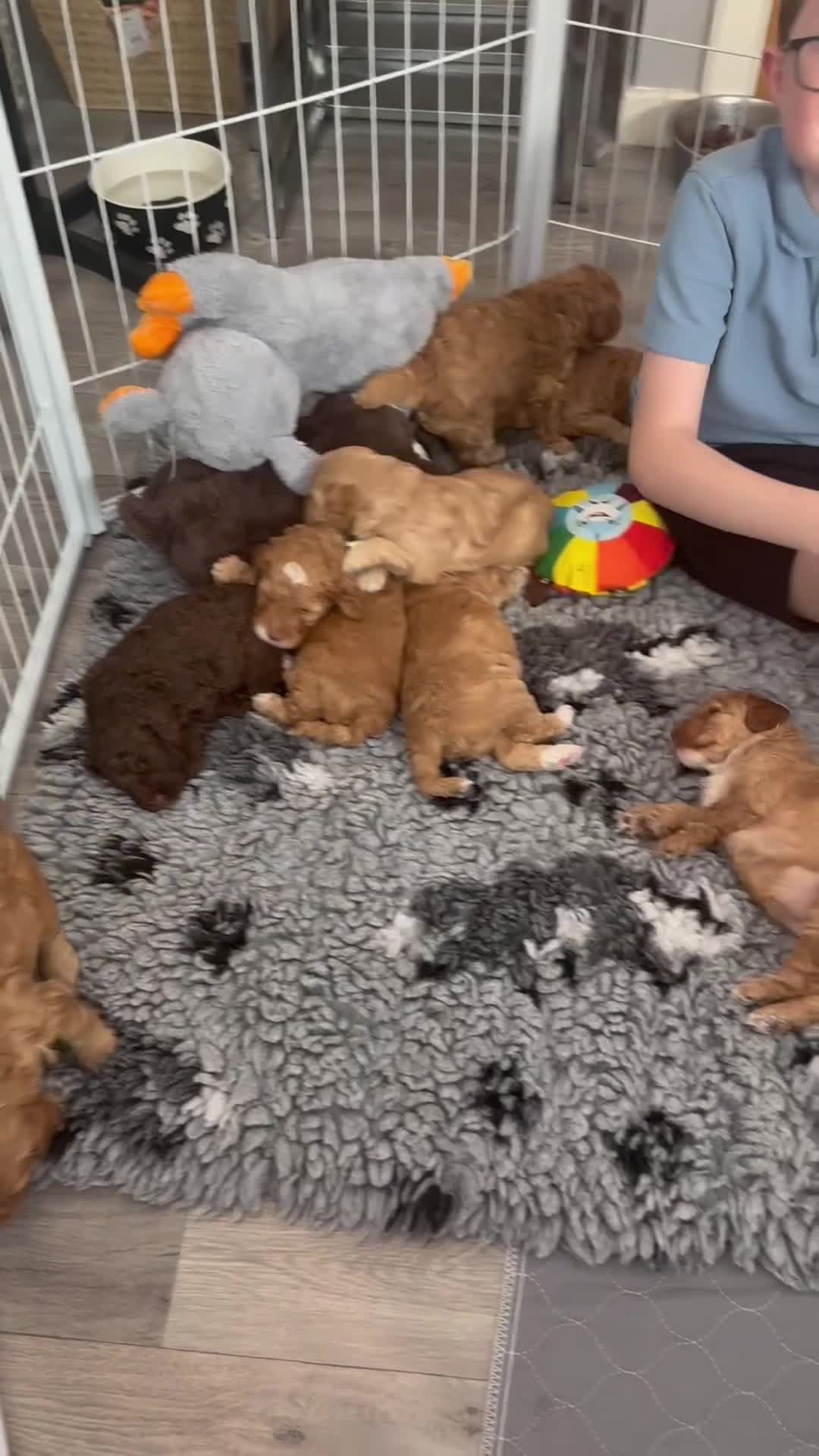 Labradoodle dogs for sale: 🐾 Health Tested F1B Mini Labradoodle Puppies 🐾 - Video 5
