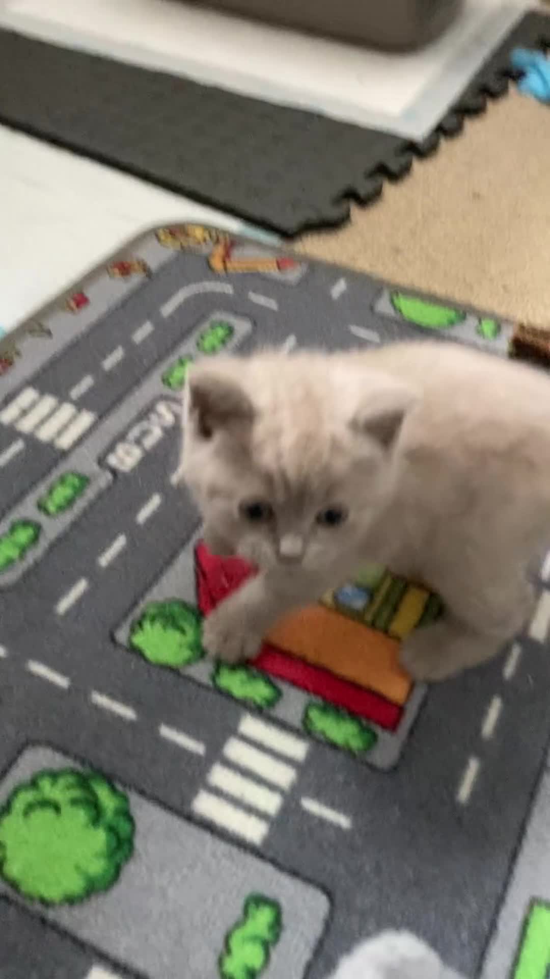 British Shorthair cats for sale: Gorgeous Lilac BSH Kittens Ready 28 June in Hemel Hempstead - Video 3