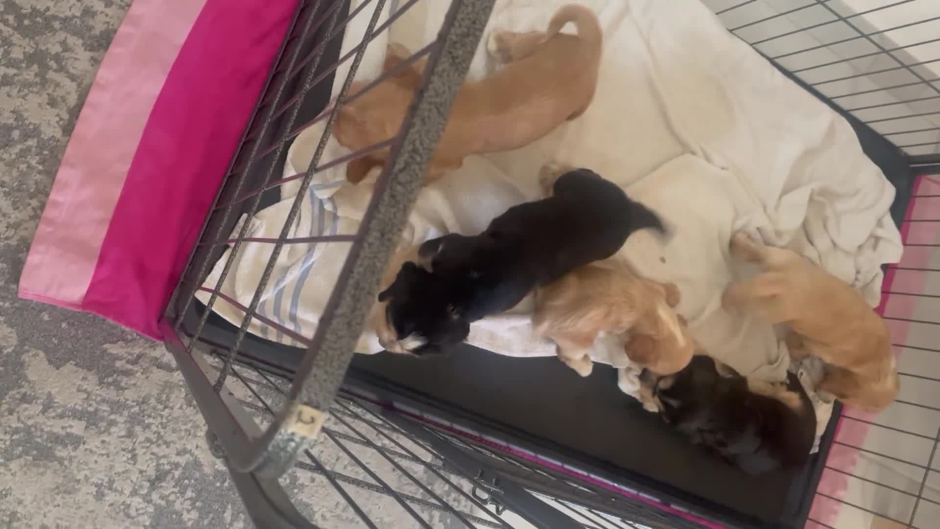 Cocker Spaniel dogs for sale: Kc show cocker spaniels with 5 week free insurance - Video 1