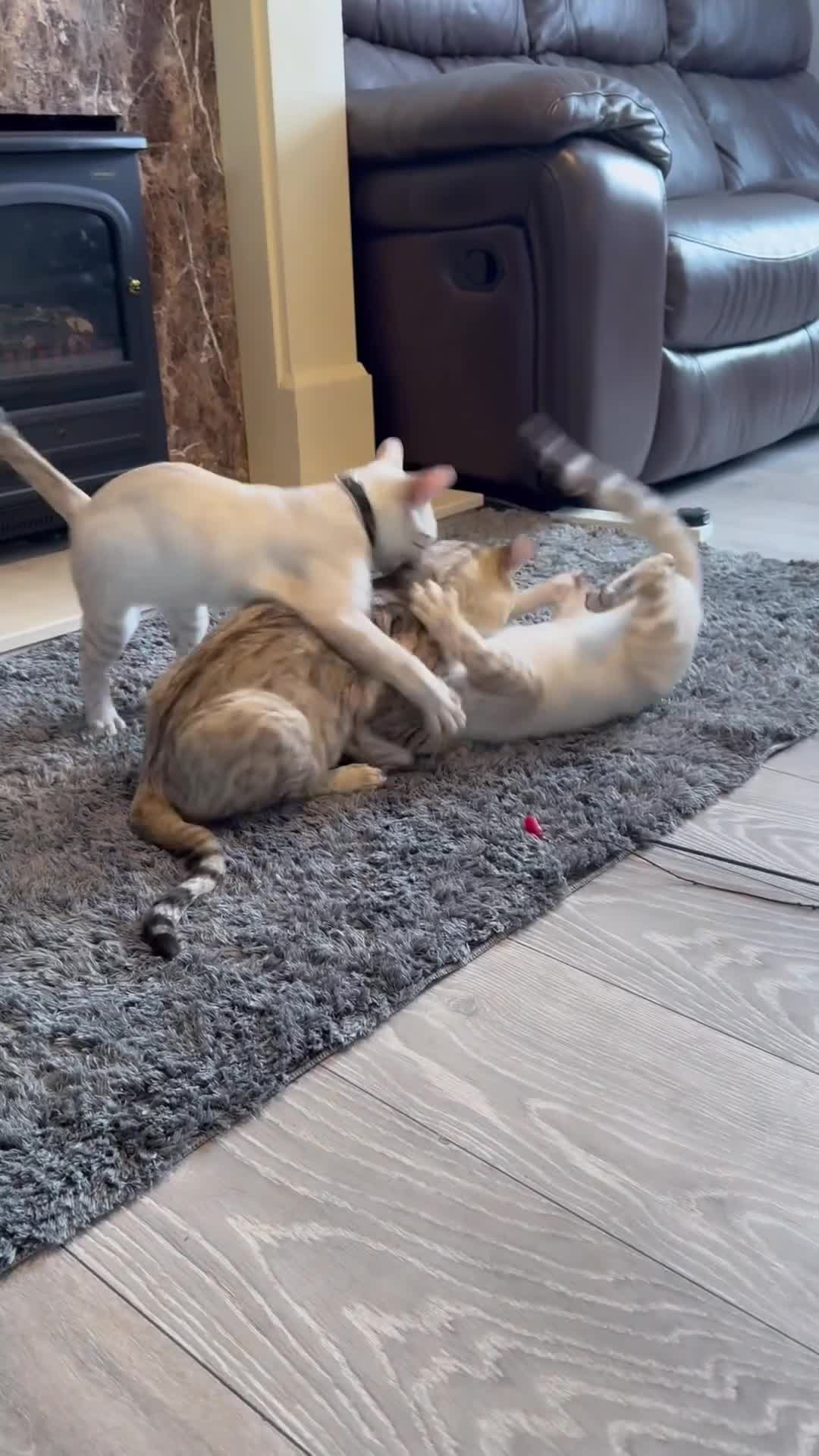 Bengal cats for sale: TICA registered snow lynx Bengal Kittens in Reading - Video 1