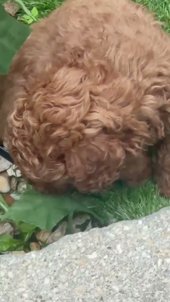 Toy Poodle dogs for sale: Red Fox Toy Poodle puppies in Poole - Video 1