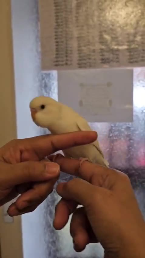 Budgerigars birds for sale: Handreared semitamed and tamed budgies  - Video 5
