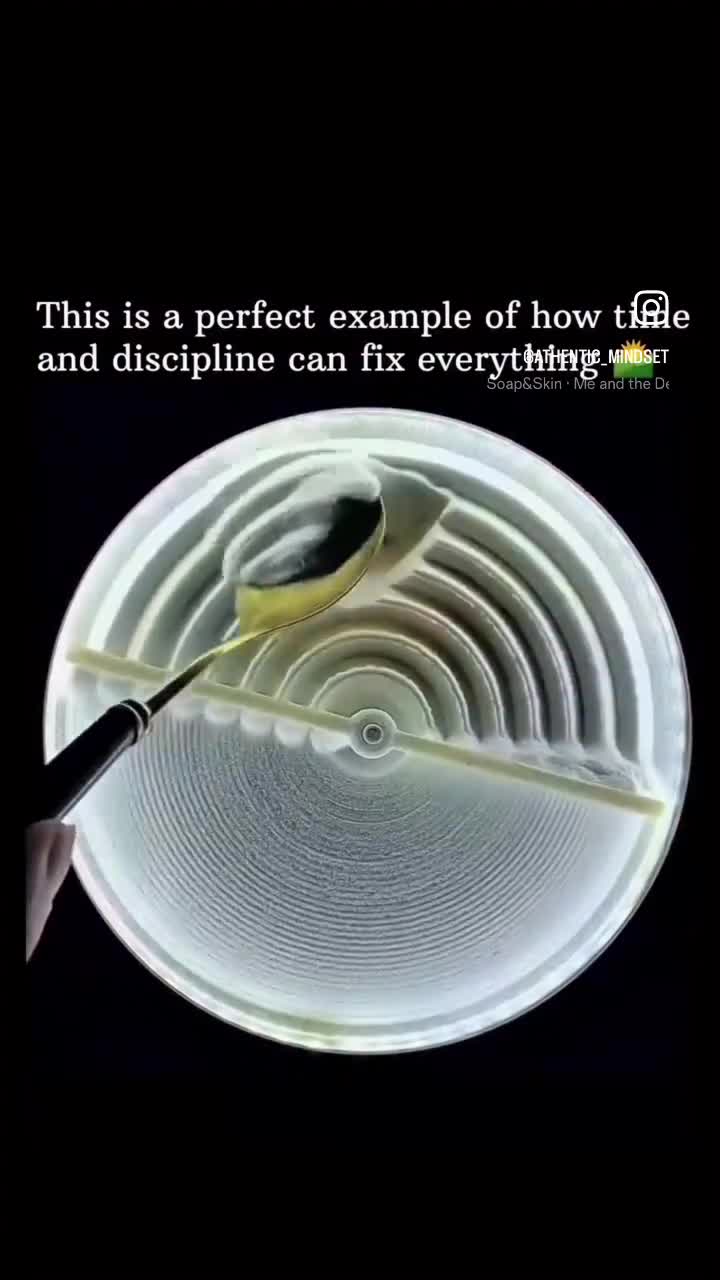 Scottish Fold cats for sale: Scottish fold grey  in Sutton Coldfield - Video 1