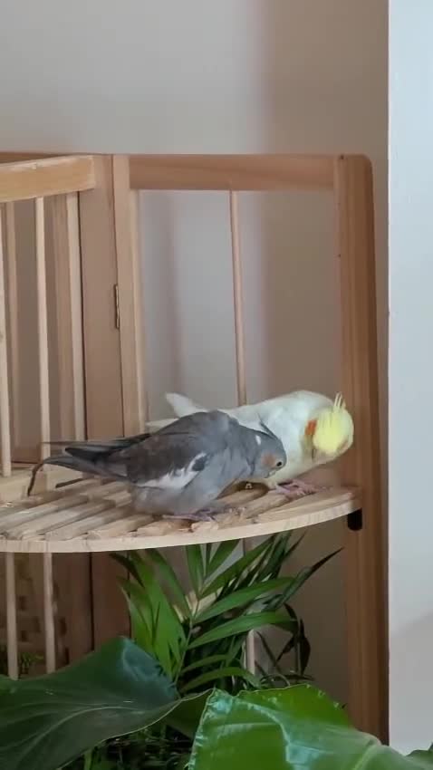 Cockatiels birds for sale: Bonded Cockatiels (Ozzy & Eva) + Complete Setup 🏡 - Video 1