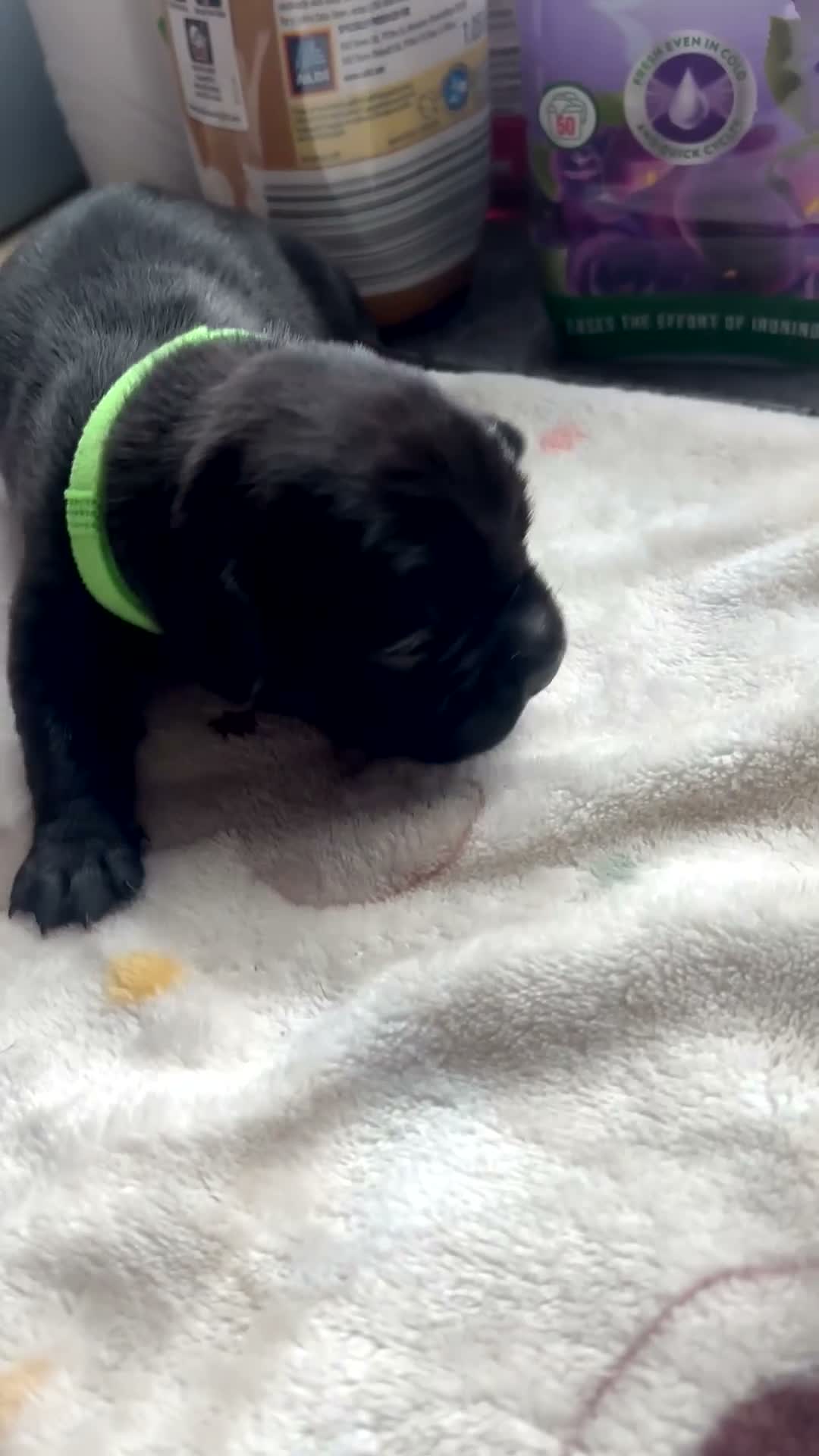 Mixed Breed dogs for sale: Puppies Available Soon - Video 1