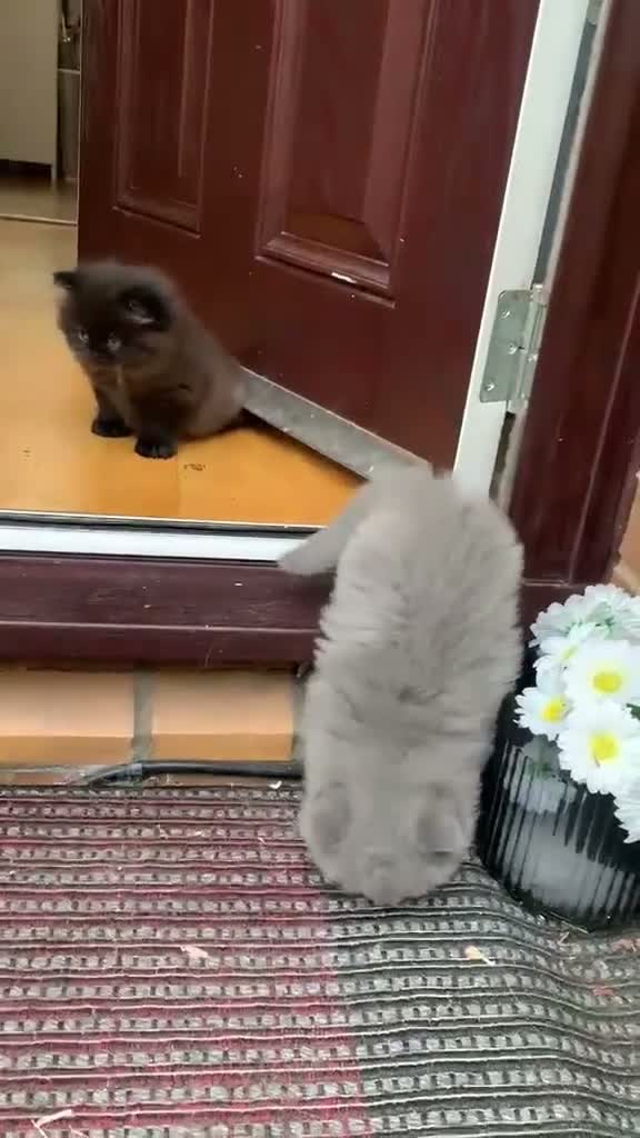 British Longhair cats for sale: Adorable British Long Hair Kittens (Girl & Boy)  - Video 2