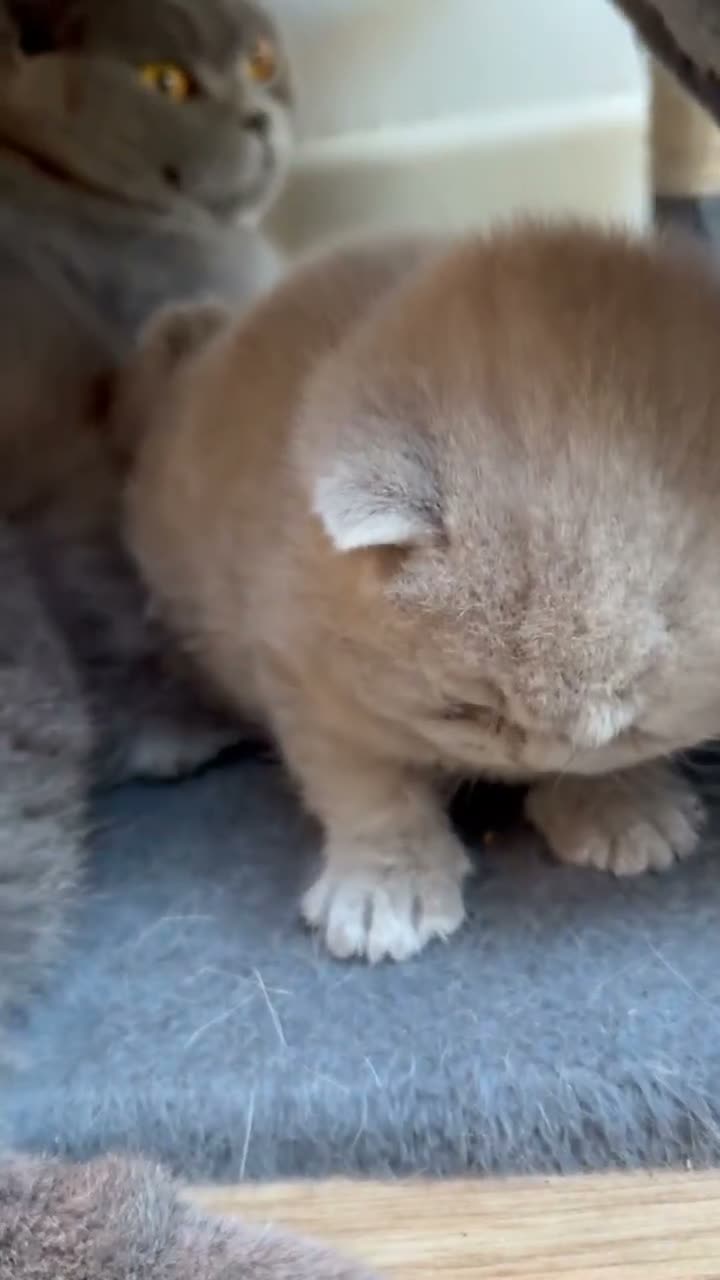 British Shorthair cats for sale: Fawn Pure Pedigree GCCF British Short Hair in Reading - Video 2