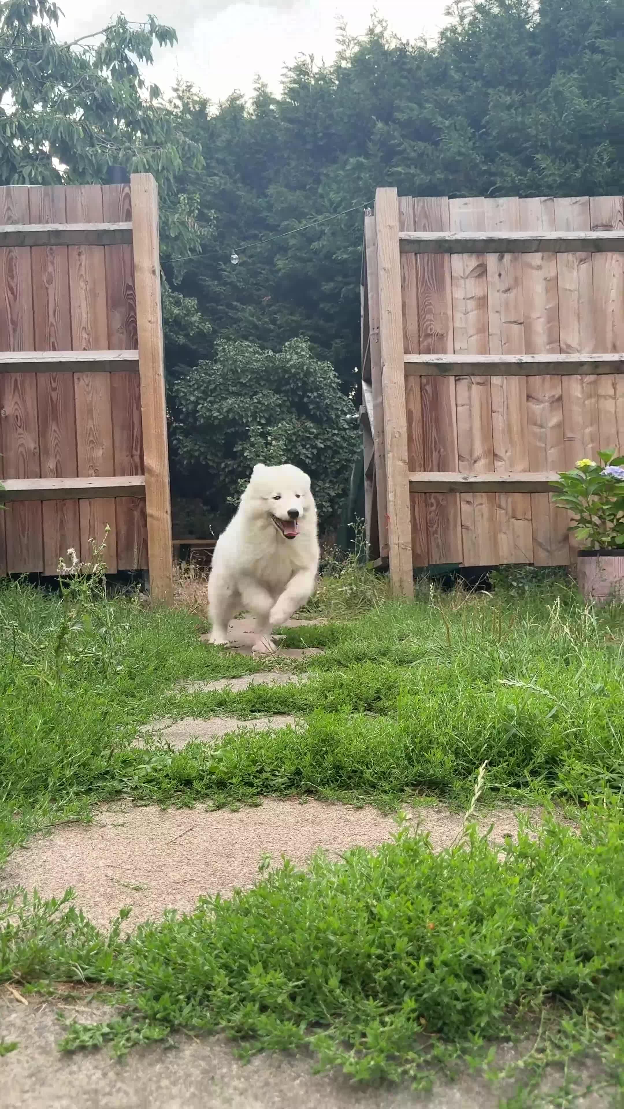Samoyed dogs for sale: 🌟Beautiful Samoyed Puppy – Champion Bloodline🌟 - Video 1