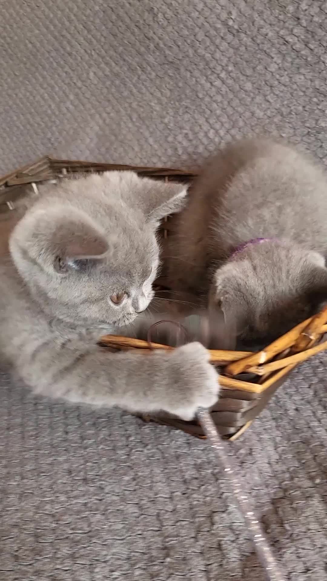 Scottish Fold cats for sale: Beautiful Female Scottish Straight Kitten - Video 2