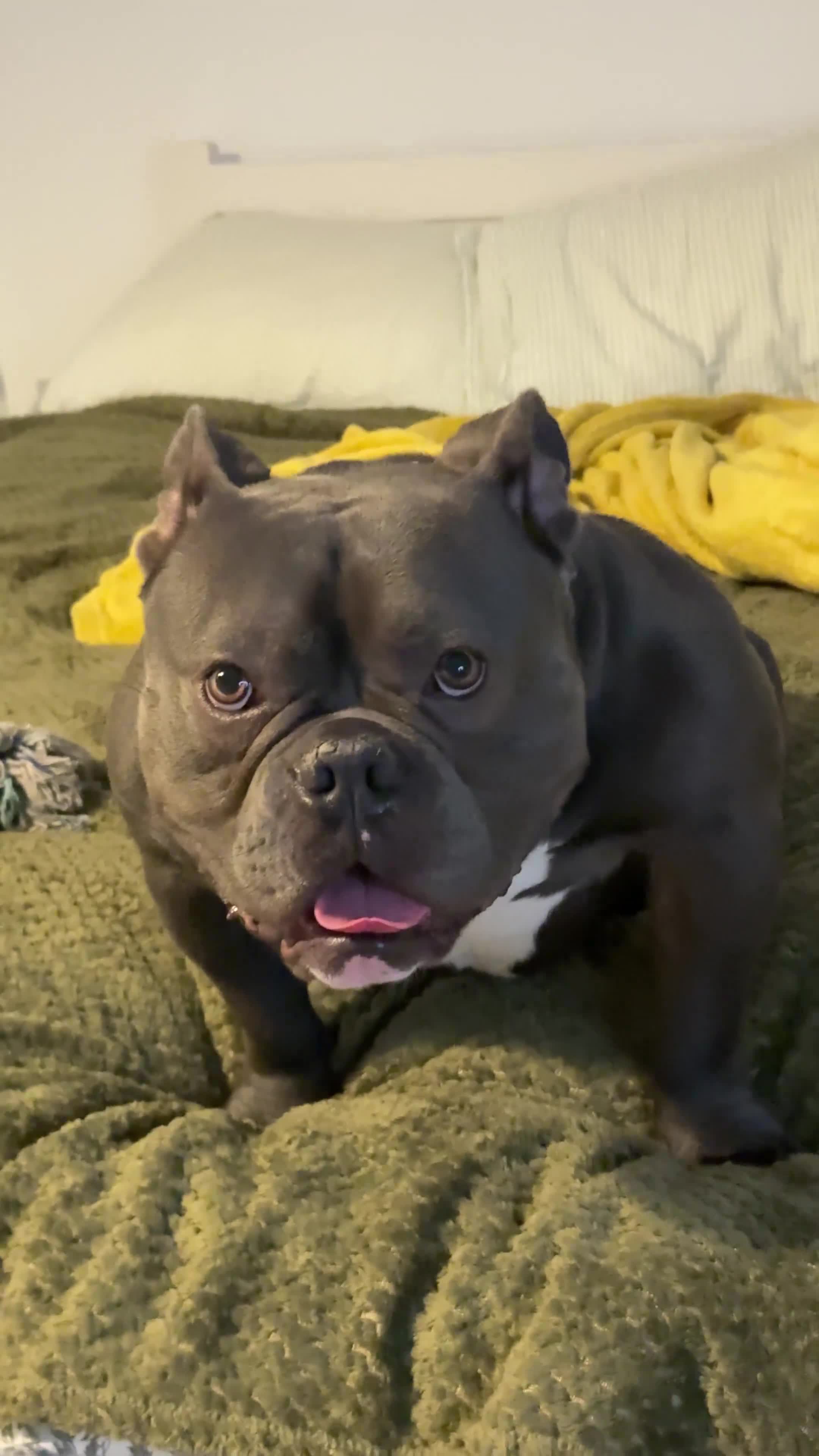 American Bully dogs for stud: Quality American Bully Stud ABKC REGISTERED  - Video 1