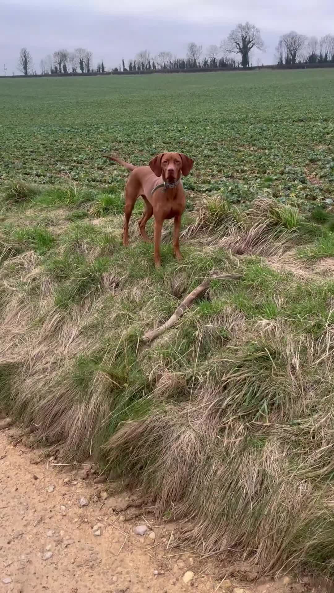 Hungarian Vizsla dogs for sale: KC registered Hungarian Vizsla puppies for end Aug - Video 1
