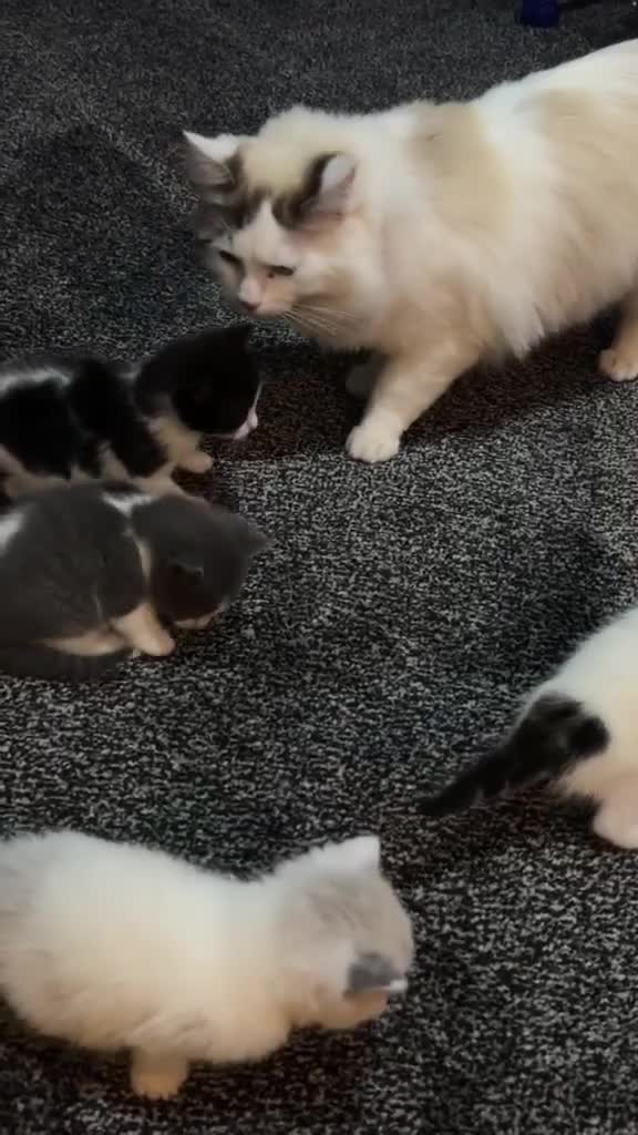 Ragdoll cats for sale: Ragdoll Kittens Ready Now – Birmingham - Video 5