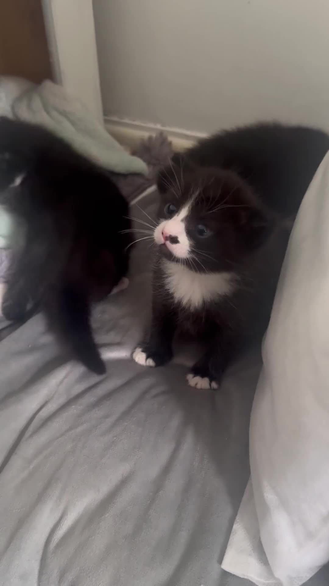 American Shorthair cats for sale: Beautiful kittens 🐈‍⬛  - Video 1