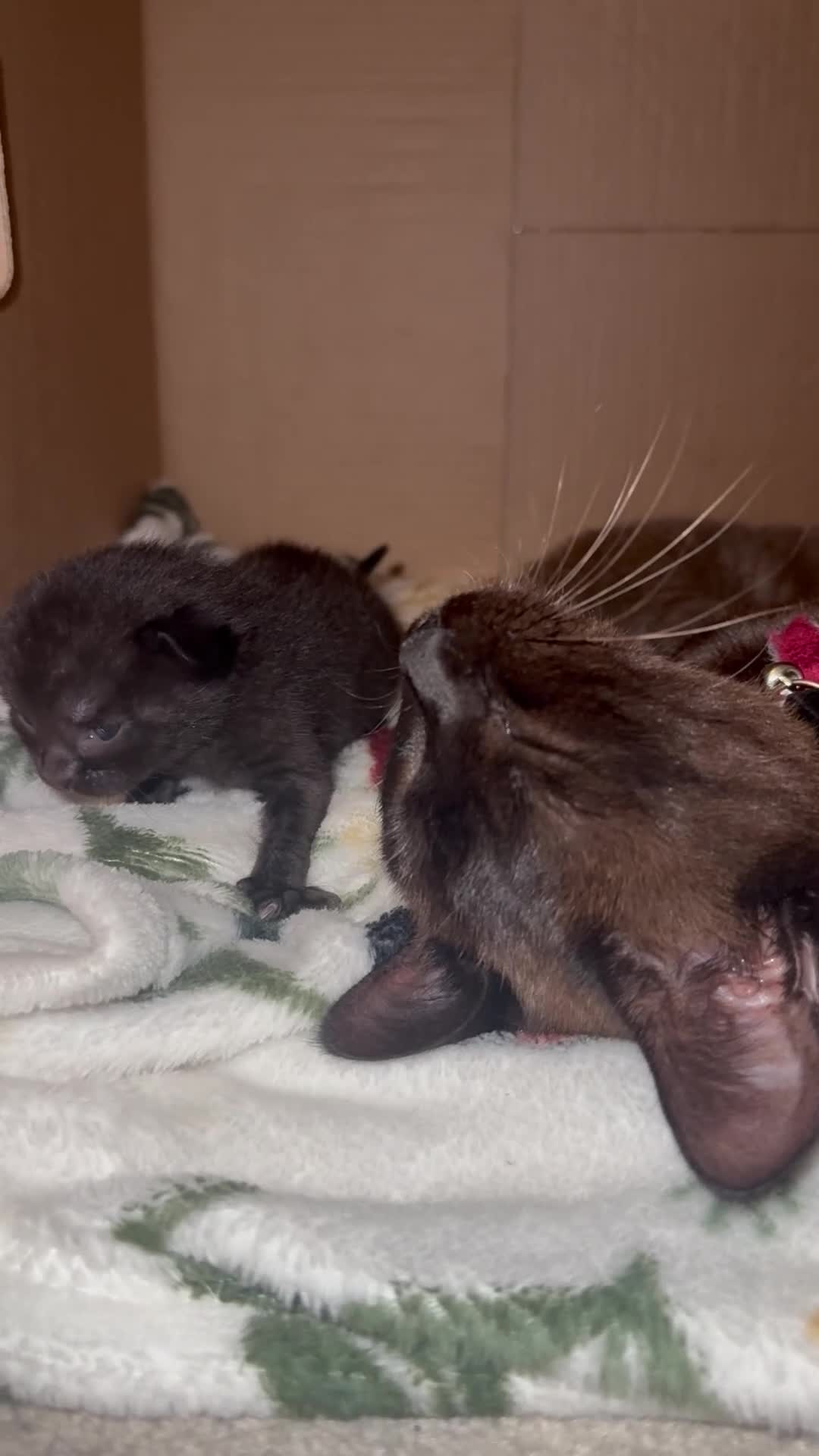 Mixed Breed cats for sale: Beautiful black synths x ragdoll kitten  - Video 2
