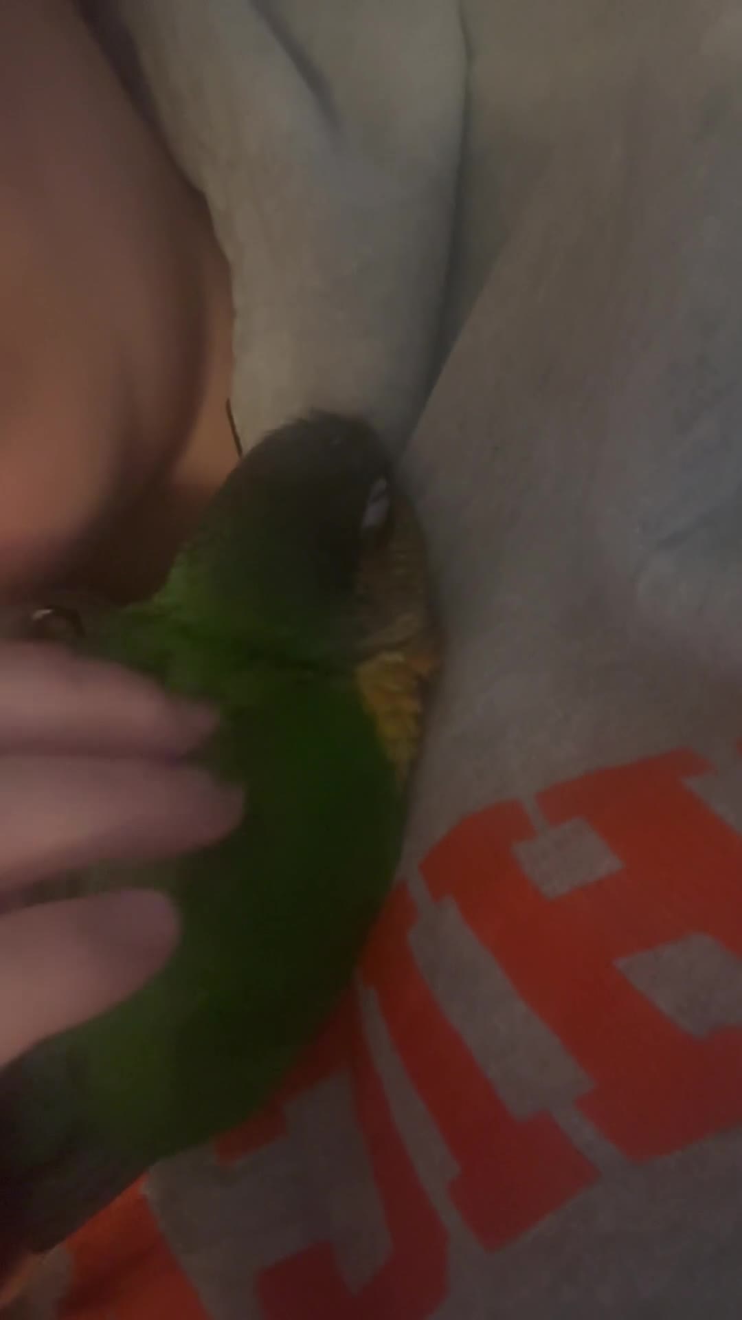 Conures birds for sale: Pineapple Cheek Conure and Indian Ring Neck  - Video 1