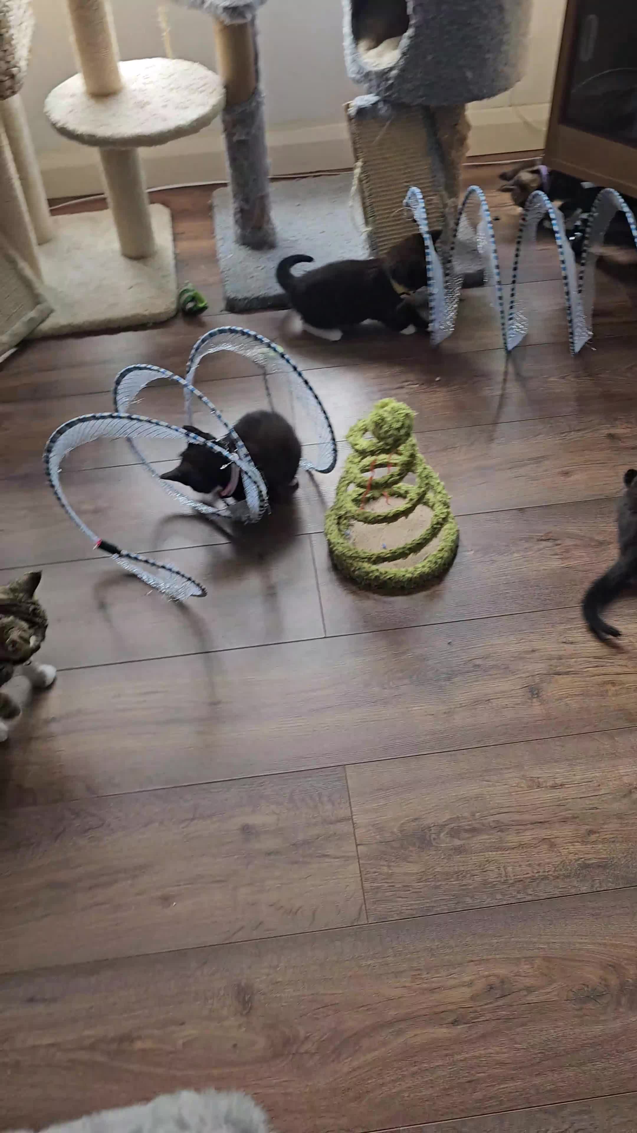 Mixed Breed cats for sale: 5 little kittens ready for the new lovely homes  ! in Cheltenham - Video 2