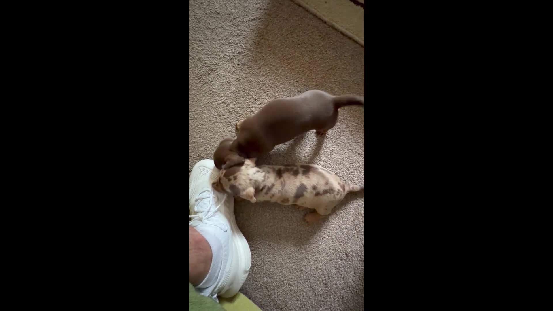 Dachshund dogs for sale: Smooth Dachshund Pups - Dapple & Brown/Tan - Devon - Video 1