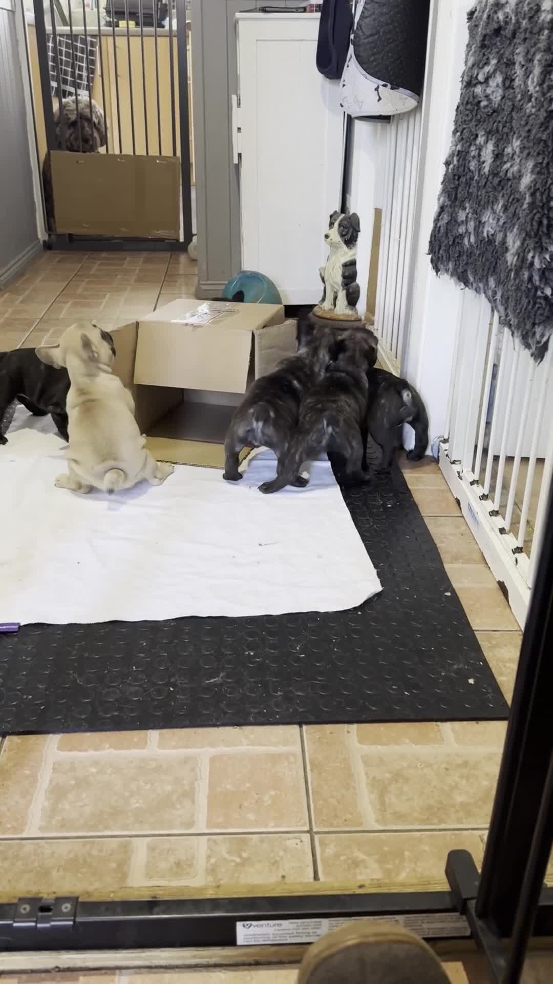 French Bulldog dogs for sale: Home-Reared French Bulldog Puppies – KC Registered - Video 1