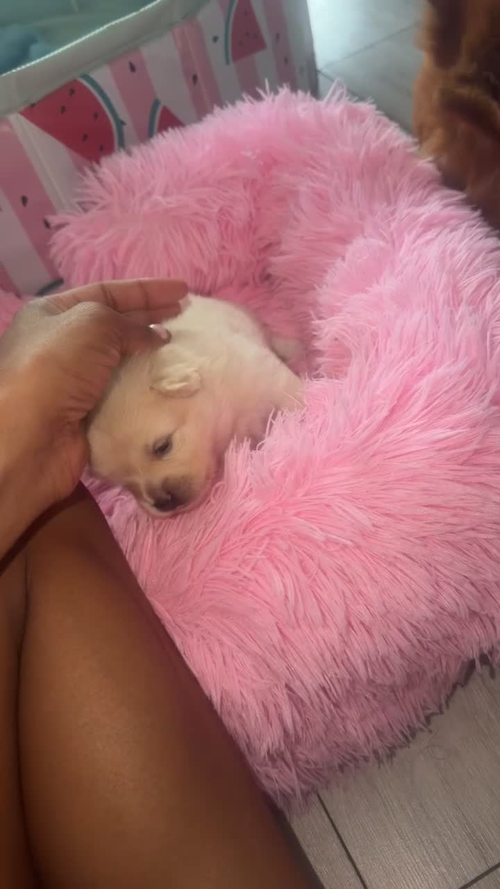 Pomsky dogs for sale: Versace – Stunning White Pomeranian Boy - Video 1