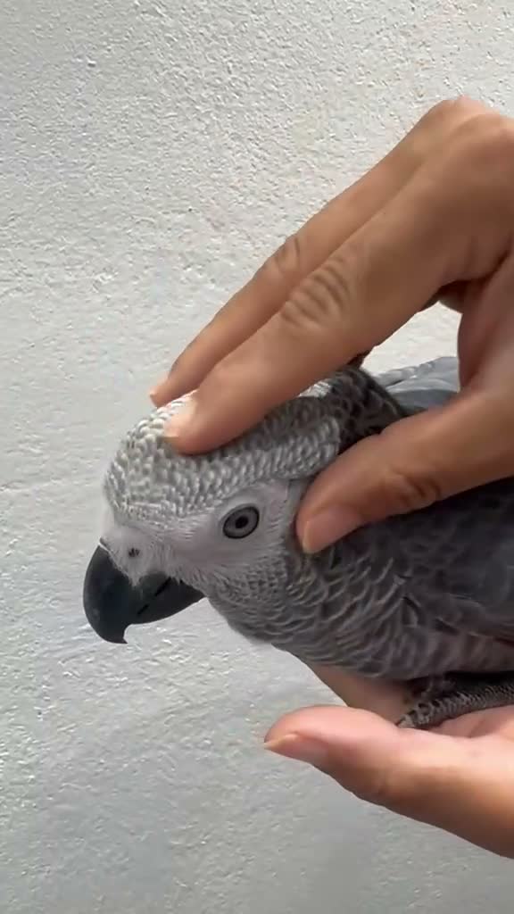 Parakeets birds for sale: African Grey Baby Hand-Reared with Cage - Video 2