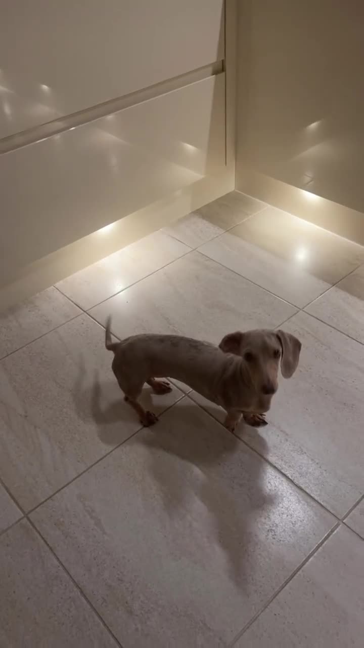 Miniature Dachshund dogs for sale: 4 year old female rescue miniature Dacshund  - Video 1