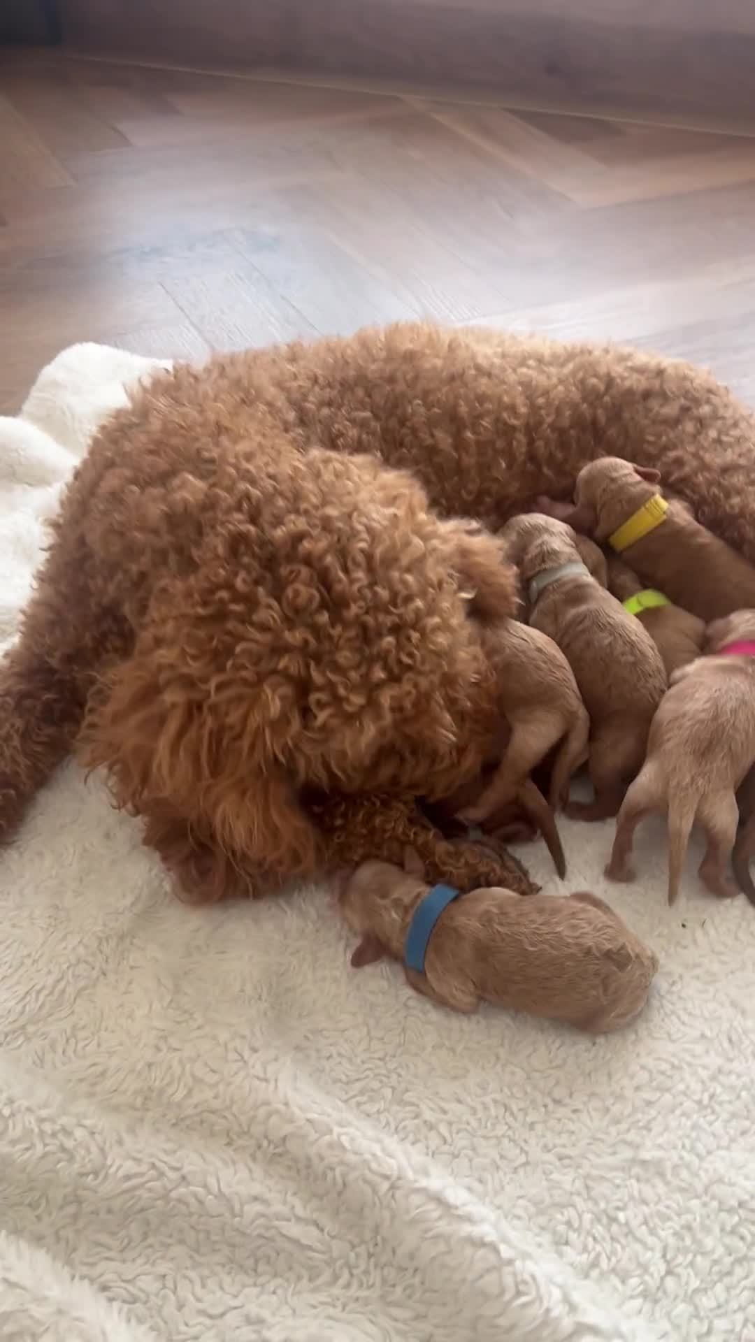 Cockapoo dogs for sale: READY TO LEAVE NOW Stunning Cockapoo Puppies - Video 2