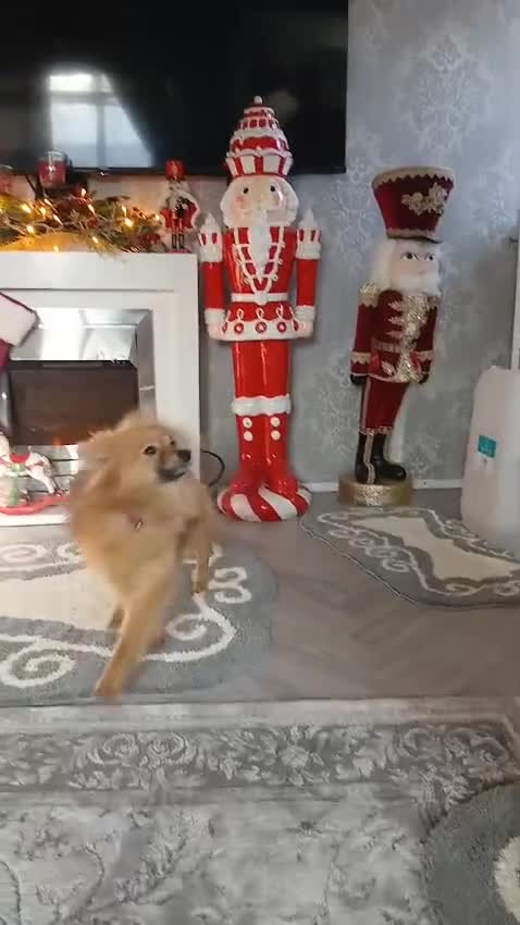 Pomeranian dogs for sale: 1 male and one female pomeranian - Video 1